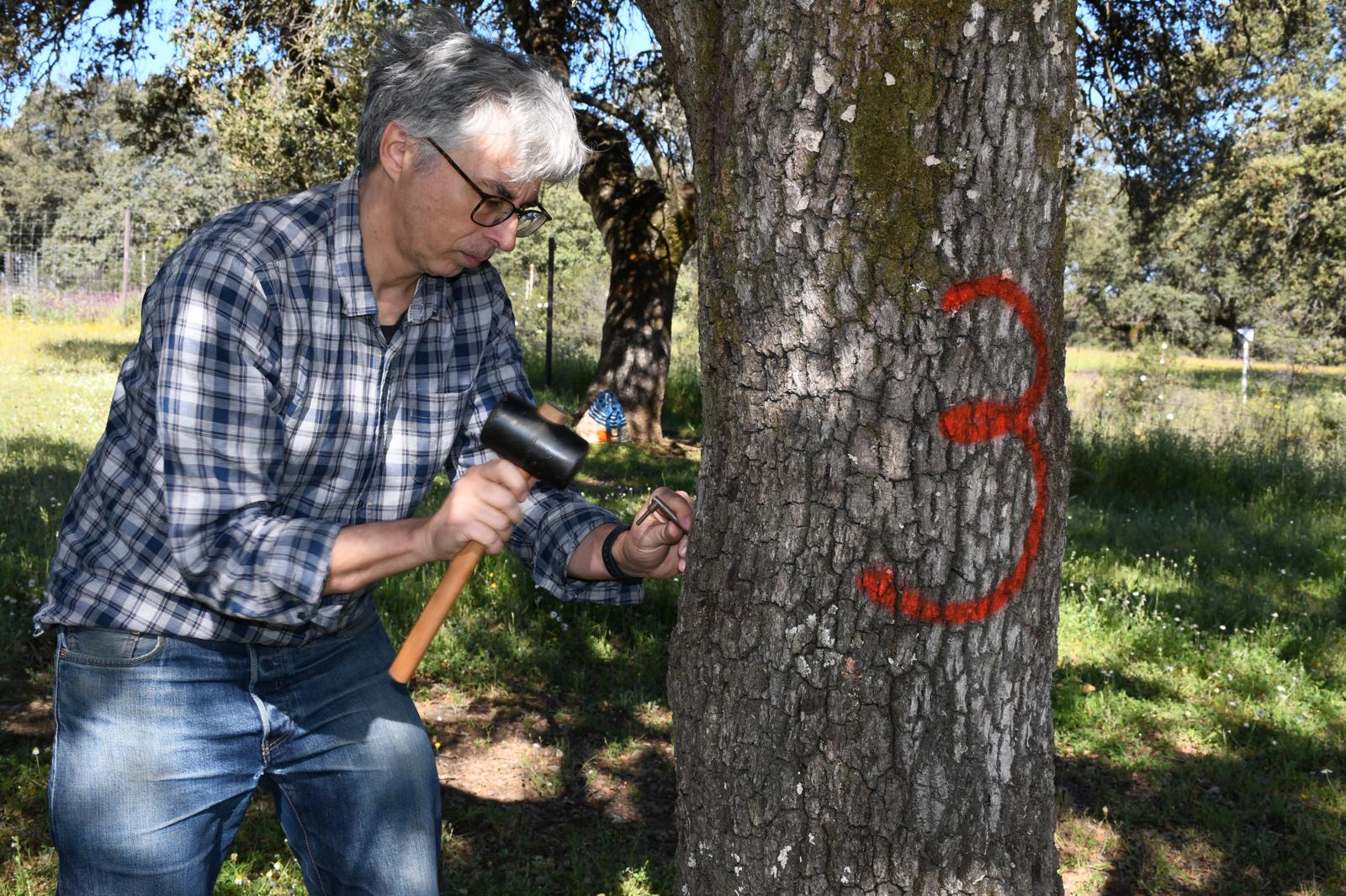 Fernando Silla aplicando la endoterapia a una encina.