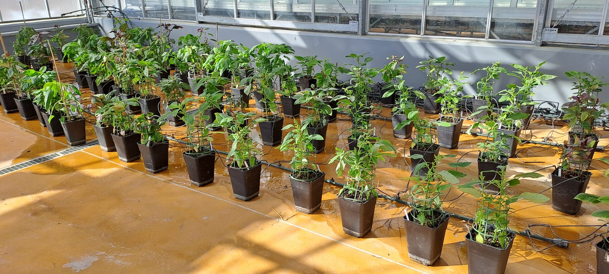 Invernadero con plantas en la unidad de excelencia AgriEnvironment de la USAL